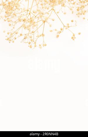 A bunch of dried gypsophila on the top of a white background with copy space Stock Photo