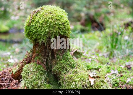 moss grows on a small tree stump Stock Photo
