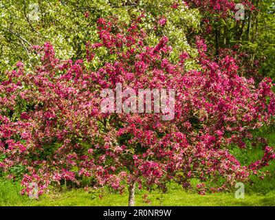 Young, spring flowering hardy tree of the decorative crab apple, Malus 'Indian Magic' Stock Photo