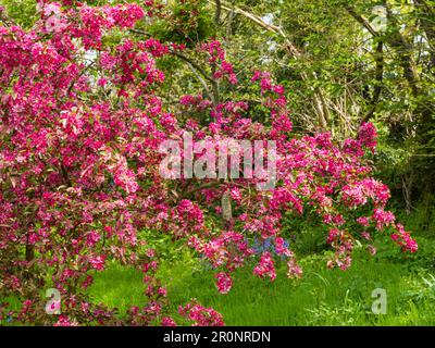 Young, spring flowering hardy tree of the decorative crab apple, Malus 'Indian Magic' Stock Photo