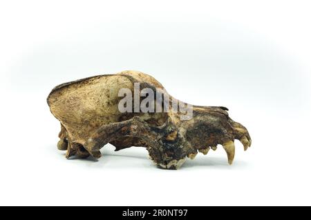 real dog skull isolated on white background, remain dead animal head, bone skeleton detail, anatomical close-up, copy space. Stock Photo