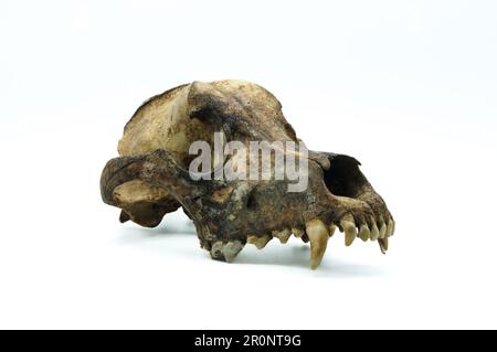 real dog skull isolated on white background, remain dead animal head, bone skeleton detail, anatomical close-up, copy space. Stock Photo