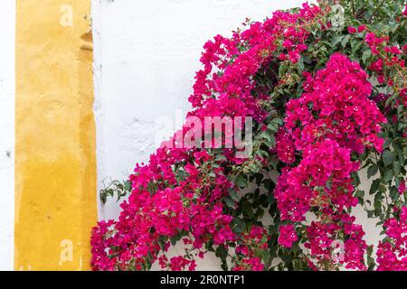 Close up of a flowering purple bougainvillea against a white plastered wall with yellow band typical feature of the buildings in Obidos, Portugal Stock Photo