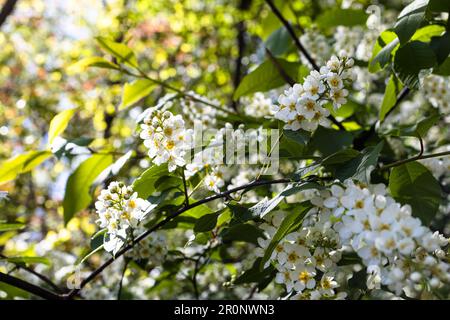 white bird-cherry flowers in city park close up on sunny spring day Stock Photo