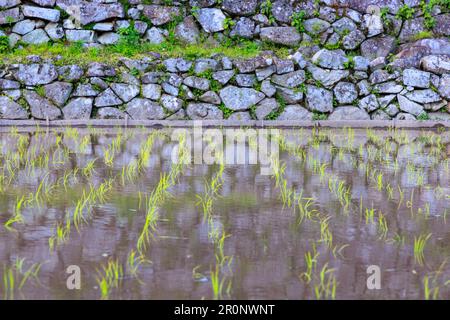 Green rice seedlings shoot from water in flooded field by ancient stone wall Stock Photo