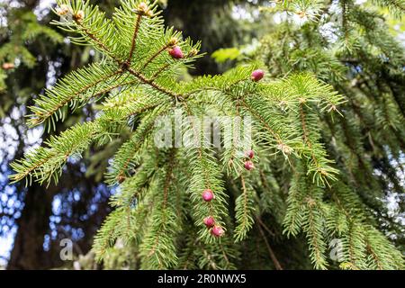 young red blossoming cones on green spruce twigs on spring day close up Stock Photo