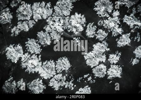 Snowflakes (cristobalite inclusion) on black obsidian. macro detail texture background. close-up raw rough unpolished semi-precious gemstone Stock Photo