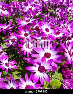 Vibrant purple and white flowers, Pericallis Hybrida in Asterceae family, also known as Cineraria or  Ragwort, perennial ornamental flowering plant. Stock Photo