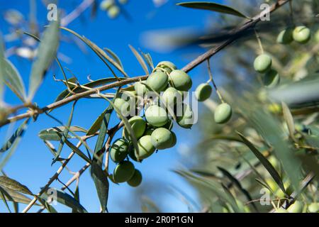 Close up view of a bunch of green olives on a branch with leaves with blue sky in background out of focus Stock Photo