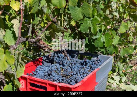 Close up view of harvested blue grapes in a red and grey fruit box standing under the grapevine in a row of plants Stock Photo