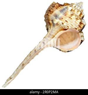 Snipe's Bill Murex (Haustellum haustellum) c12cm. Phillipines Stock Photo