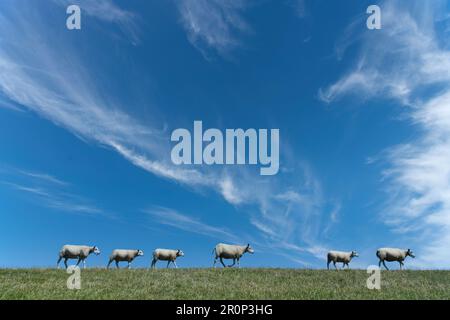 Side view of six sheep walking in a neat line over the grass of a dike on Terschelling island in the Netherlands against a blue sky with feather cloud Stock Photo