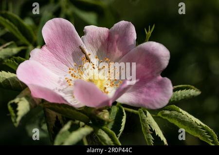 Rosehip flower with insects Stock Photo