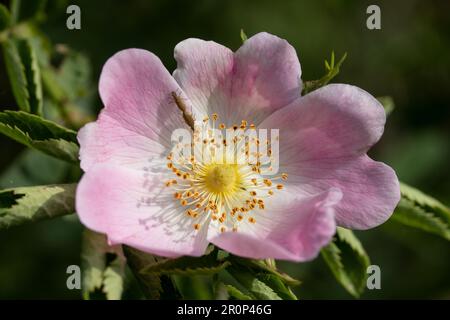 Rosehip flower with insects Stock Photo