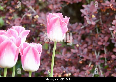 Detail of flowering pink and white tulips of the Dynasty variety. Beautifully blooming flowers, spring concept. Stock Photo