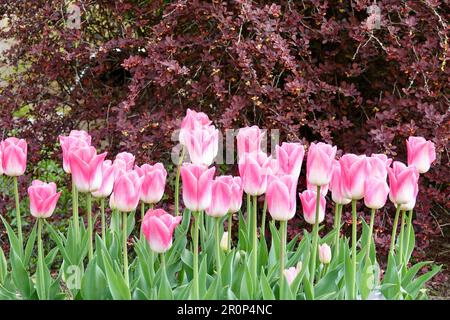 A bed of flowering pink and white tulips of the Dynasty variety. Beautifully blooming flowers, spring concept. Stock Photo
