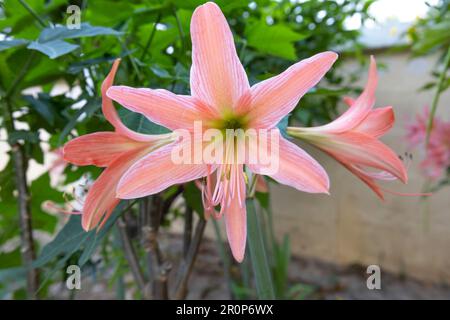 Hippeastrum striatum pink flower, the striped Barbados lily, in bloom Stock Photo