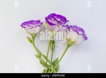 Close-Up of flowering Lisianthus or Eustoma plants of dark purple blue and white flower or showy prairie gentian Texas bluebells blooming isolated Stock Photo