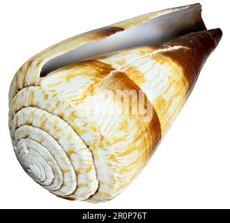 Soldier Cone shell (Conus miles) c8cm. E.Africa. Stock Photo