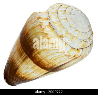 Soldier Cone shell (Conus miles) c8cm. E.Africa. Stock Photo