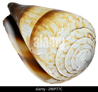Soldier Cone shell (Conus miles) c8cm. E.Africa. Stock Photo