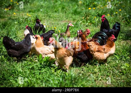 A group of happy free range chickens (Gallus gallus domesticus) Stock Photo