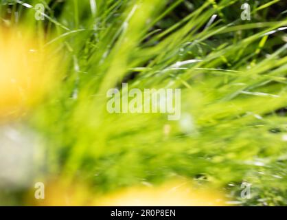 Spring abstarct backgrounds, defocused grass shapes. Blurred by camera motion. Stock Photo