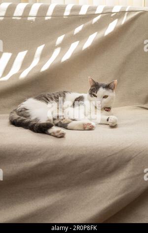lying down and relaxed adorable white and gray domestic cat, animal mammal and feline sunbathing, pet lifestyle Stock Photo