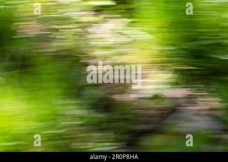 Spring abstarct backgrounds, defocused grass shapes. Blurred by camera motion. Stock Photo