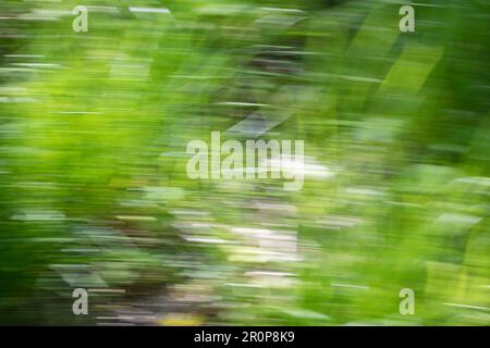 Spring abstarct backgrounds, defocused grass shapes. Blurred by camera motion. Stock Photo