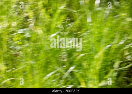 Spring abstarct backgrounds, defocused grass shapes. Blurred by camera motion. Stock Photo