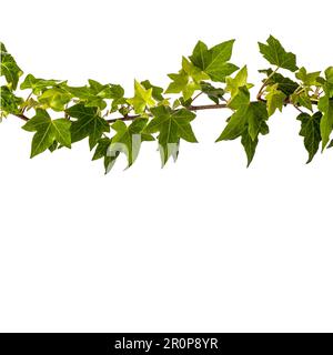Ivy branch isolated on white with copy space and clipping path included Stock Photo