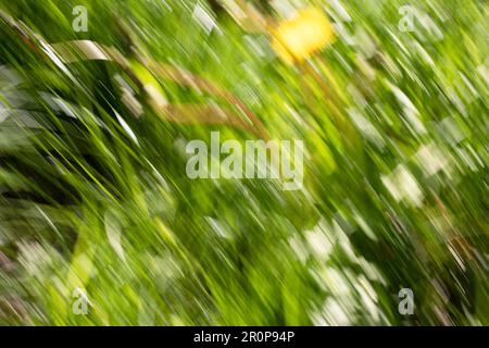 Spring abstarct backgrounds, defocused grass shapes. Blurred by camera motion. Stock Photo