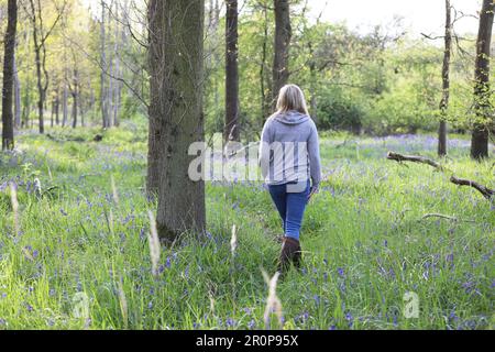 A woman walking in a bluebell wood Stock Photo