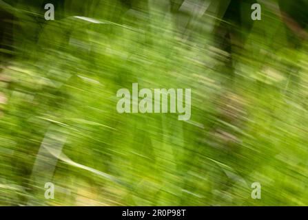 Spring abstarct backgrounds, defocused grass shapes. Blurred by camera motion. Stock Photo