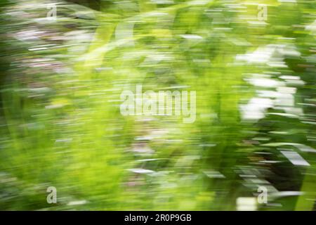 Spring abstarct backgrounds, defocused grass shapes. Blurred by camera motion. Stock Photo
