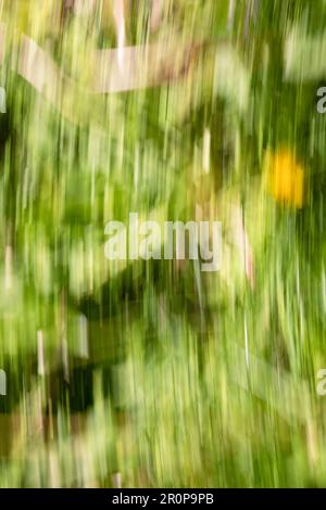 Spring abstarct backgrounds, defocused grass shapes. Blurred by camera motion. Stock Photo