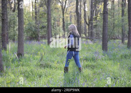A woman walking in a bluebell wood Stock Photo