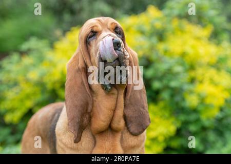 bloodhound dog licking its nose Stock Photo