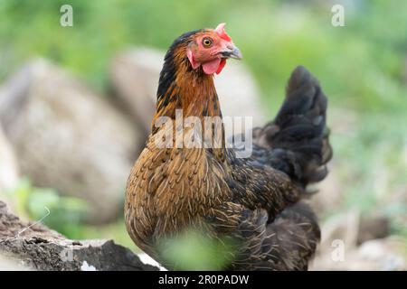 copper black maran hen Stock Photo