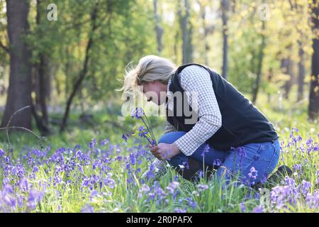 A woman picking bluebells in a bluebell wood Stock Photo