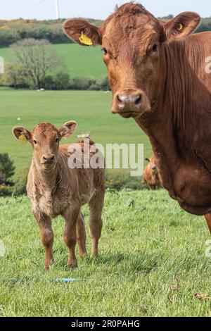 Ruby North Devon cow and calf Stock Photo - Alamy