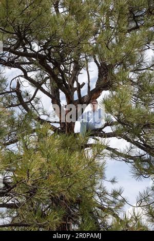 Senior male, 80 years old, sits on branch of tall pine tree with no safety equipment, in Northern New Mexico. Stock Photo