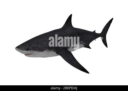 3d rendering animal shark, fish concept Stock Photo