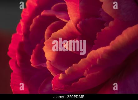 A soft focus close up showing beautiful pastel red orange flower petal glowing shapes Stock Photo