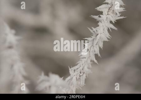A close-up macro shot of delicate frost crystals forming intricate patterns on small tree branches Stock Photo