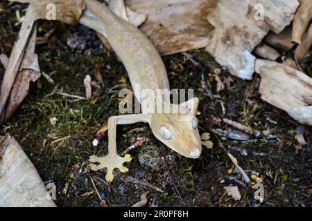 Lined flat-tail gecko - Uroplatus lineatus - walking on black ground, detail to head with white eyes Stock Photo
