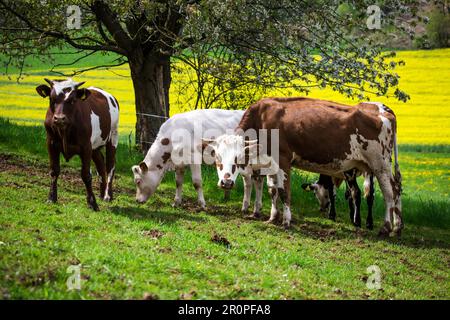 Cows of the breeds Ansbach-Triesdorf cattle (Ansbach-Triesdorfer Tiger) and Simmental cattle (Simmentaler Fleckvieh Rind) Stock Photo