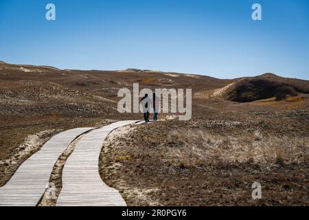 A couple in the distance walks along a wooden footpath on the Dead Dunes, or Grey Dunes, Curonian Spit, Neringa, Lithuania. Stock Photo