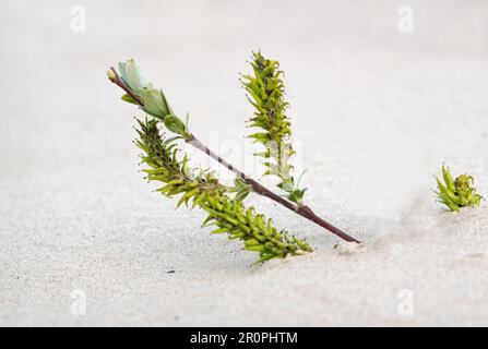 Branch of creeping willow with catkins rises from the sand of a dune Stock Photo